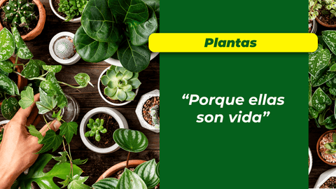 3 Beneficios del Citrato de Potasio 💪